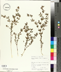 Lotus unifoliolatus var. unifoliolatus image