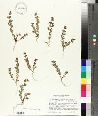 Lotus unifoliolatus var. unifoliolatus image