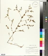 Lotus unifoliolatus var. unifoliolatus image