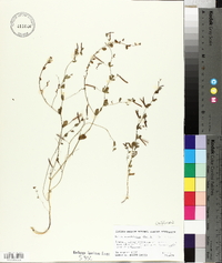 Lotus unifoliolatus var. unifoliolatus image