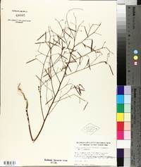 Lotus unifoliolatus var. unifoliolatus image