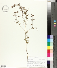 Lotus unifoliolatus var. unifoliolatus image