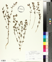 Lotus unifoliolatus var. unifoliolatus image