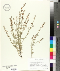 Lotus procumbens var. procumbens image