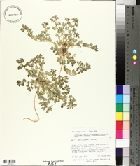 Acmispon brachycarpus image