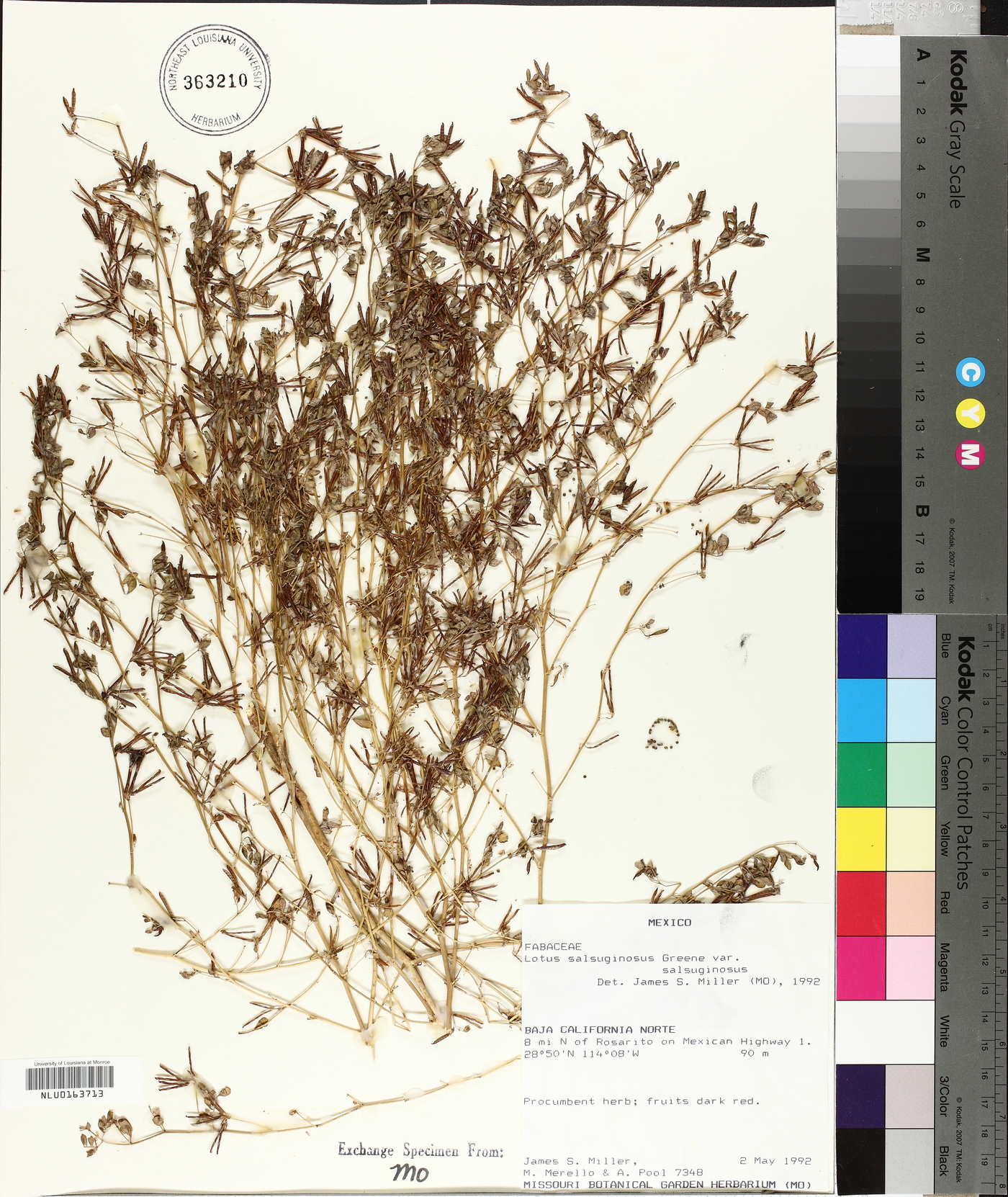 Lotus salsuginosus var. salsuginosus image