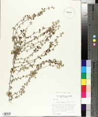 Lotus distichus image