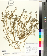 Lupinus bicolor image