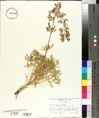 Lupinus albifrons image