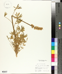 Lupinus albifrons image