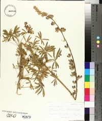 Lupinus albifrons image