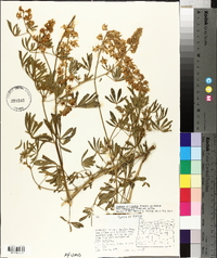 Lupinus albicaulis image