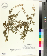 Lupinus albicaulis image