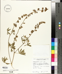 Lupinus albicaulis image