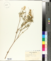 Lupinus caudatus subsp. argophyllus image