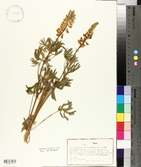 Lupinus arbustus subsp. calcaratus image