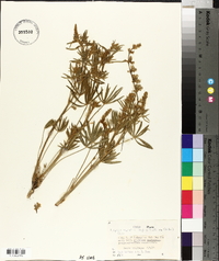 Lupinus arbustus image