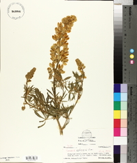 Lupinus arboreus image