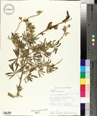 Lupinus arboreus image