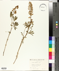 Lupinus andersonii image