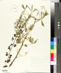 Lupinus argenteus subsp. moabensis image