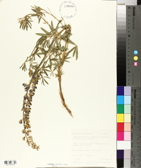 Lupinus argenteus subsp. moabensis image