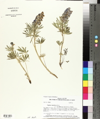 Lupinus argenteus var. depressus image