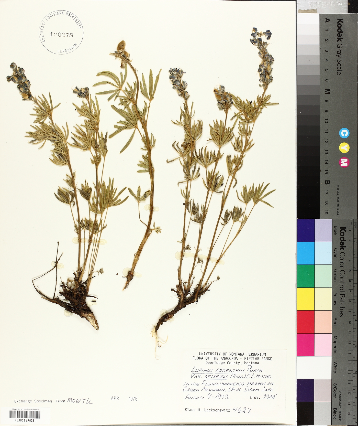 Lupinus argenteus var. depressus image