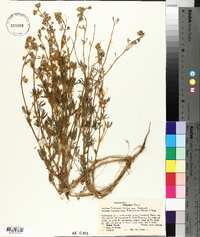 Lupinus vallicola image