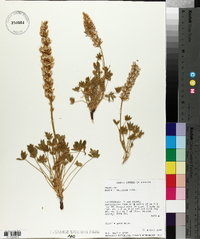 Lupinus sellulus image