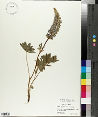 Lupinus saxosus image