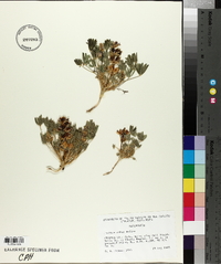 Lupinus ruber image