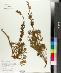 Lupinus sericeus image