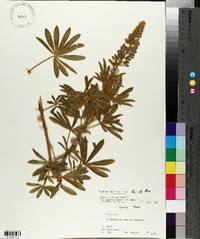 Lupinus sericeus subsp. sericeus image