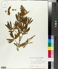 Lupinus sericeus subsp. sericeus image