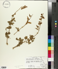 Lupinus sericeus subsp. sericeus image