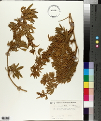 Lupinus sericeus subsp. sericeus image