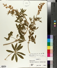 Lupinus sericeus subsp. sericeus image