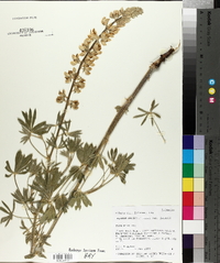 Lupinus sericeus var. sericeus image