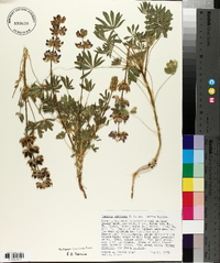 Lupinus subvexus image