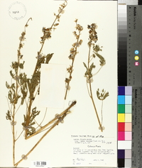 Lupinus bakeri image