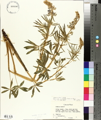Lupinus bakeri image
