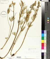 Lupinus bakeri image