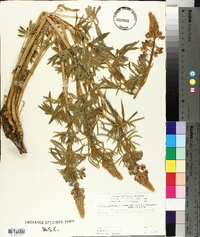 Lupinus bakeri image