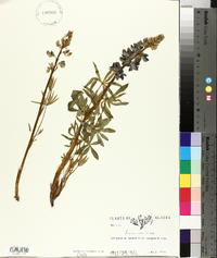 Lupinus arcticus image