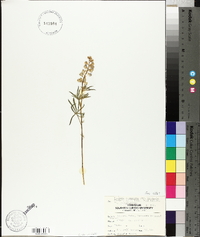 Lupinus argenteus var. laxiflorus image