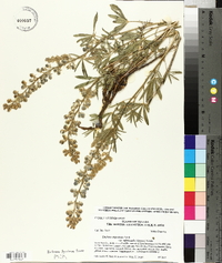 Lupinus argenteus subsp. rubricaulis image