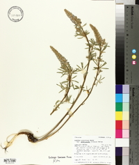 Lupinus argenteus subsp. rubricaulis image