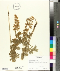 Lupinus caudatus image