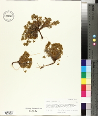 Lupinus caespitosus image